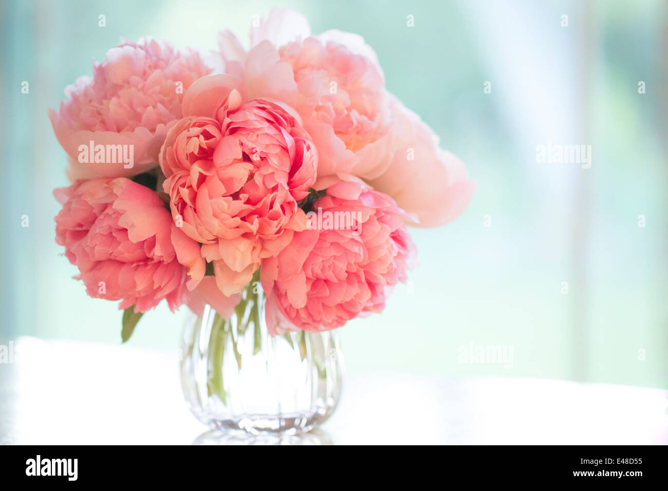 Pink peonies in vase Stock Photo