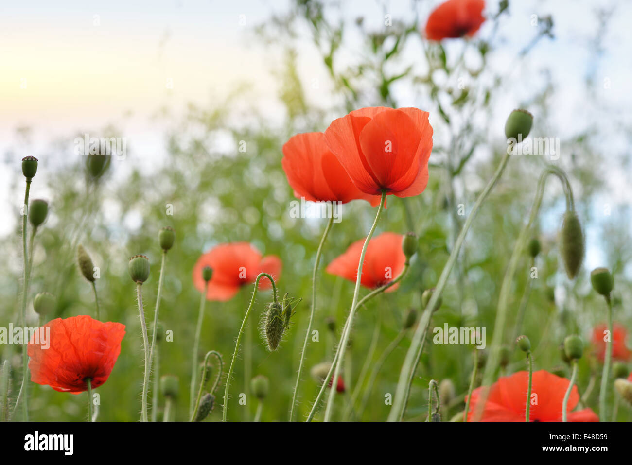 Poppy flowers in sunset hi-res stock photography and images - Alamy