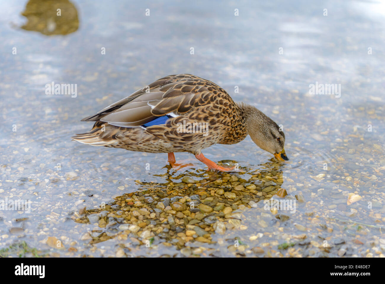 Beautiful Duck in a Pond eating Stock Photo Alamy