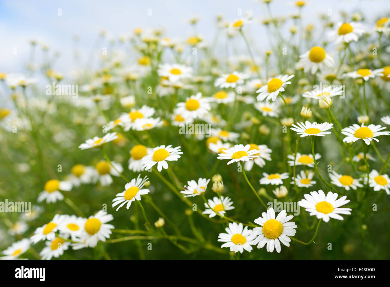 Meadow chamomile hi-res stock photography and images - Alamy
