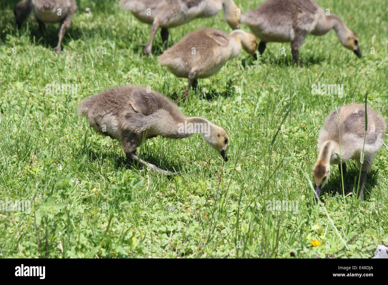 Fuzzy little gosling's (Canada Geese) about 1 month old in the grass foraging for food, Stock Photo
