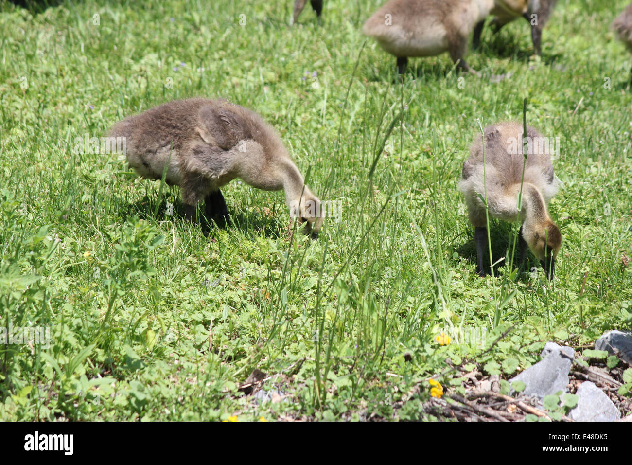 Fuzzy little gosling's (Canada Geese) about 1 month old in the grass foraging for food, Stock Photo