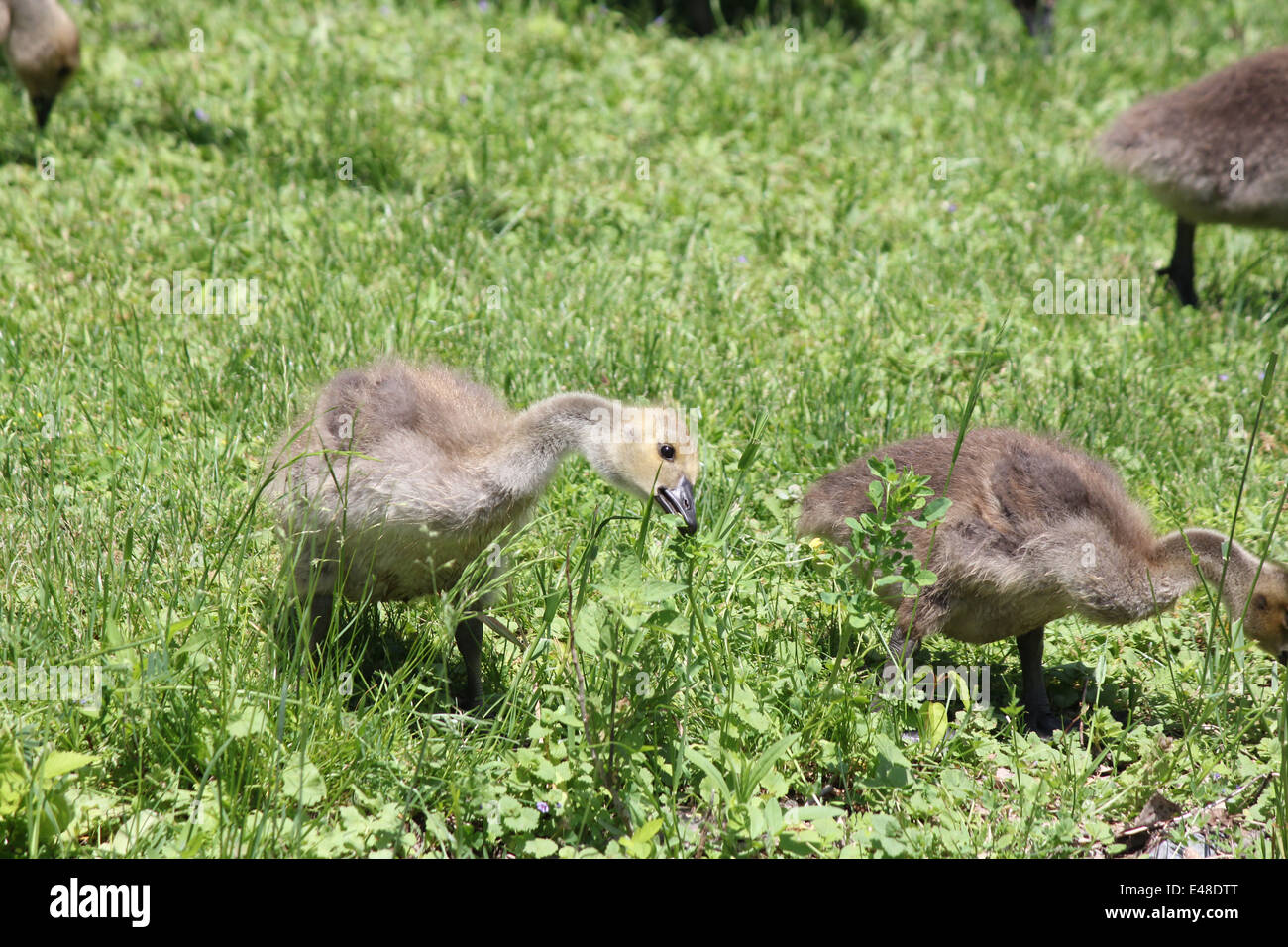 Fuzzy little gosling's (Canada Geese) about 1 month old in the grass ...