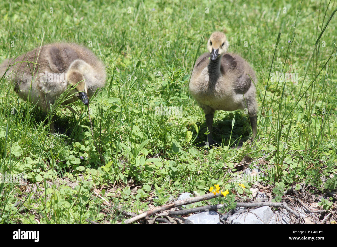Fuzzy little gosling's (Canada Geese) about 1 month old in the grass foraging for food Stock Photo