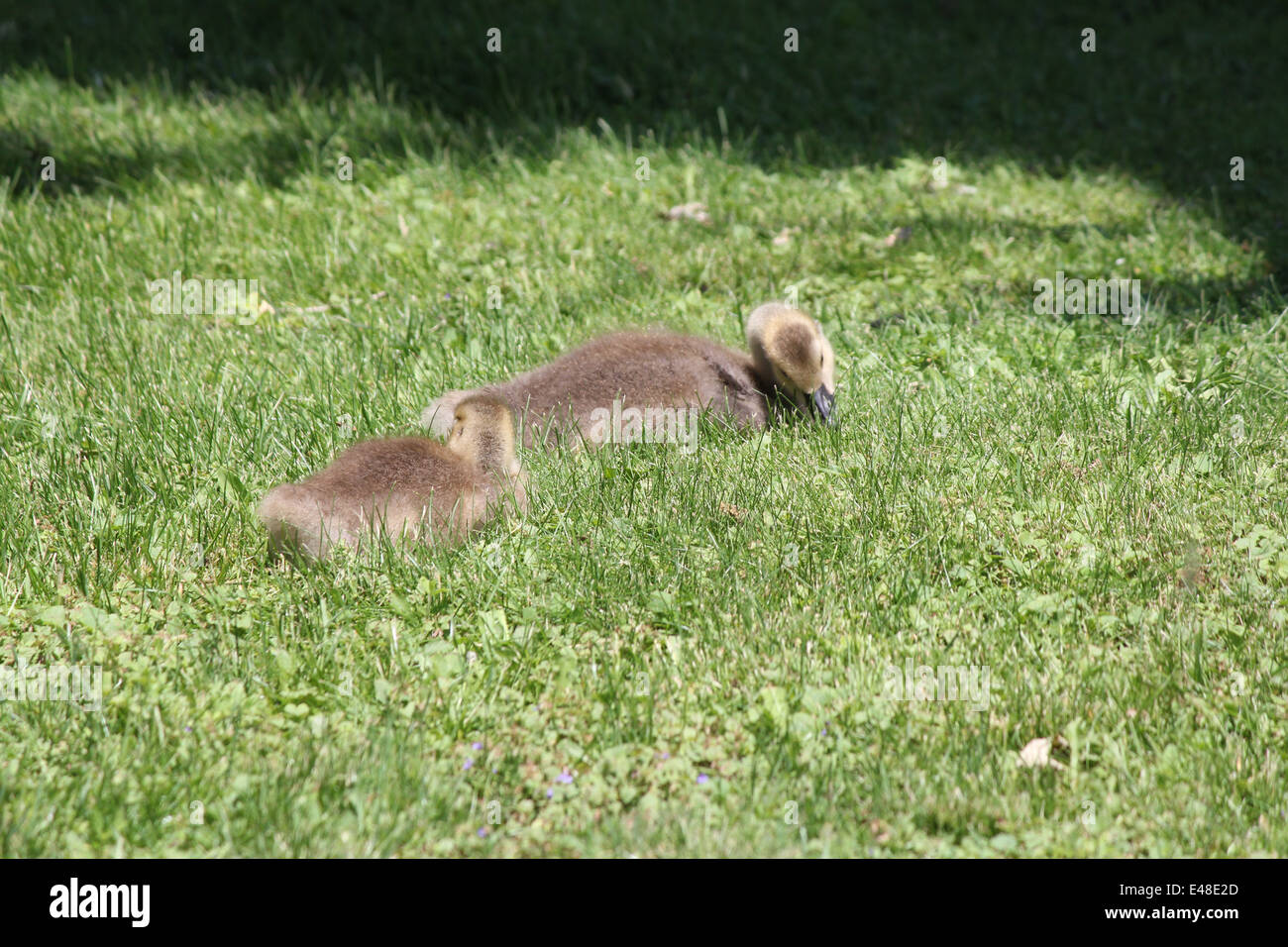 Fuzzy little gosling's (Canada Geese) about 1 month old in the grass foraging for food Stock Photo