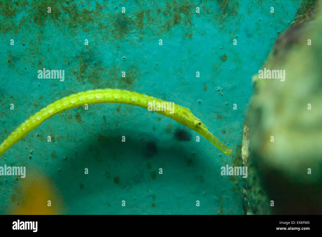 Dunckerocampus pessuliferus, yellow banded pipefish, Thailand Stock Photo