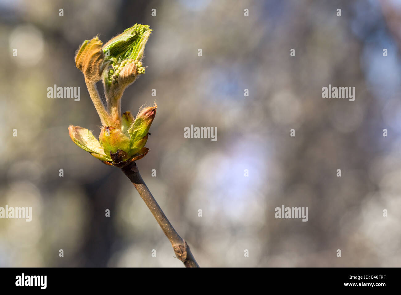 Spring in the Park, the trees new leaves Stock Photo - Alamy