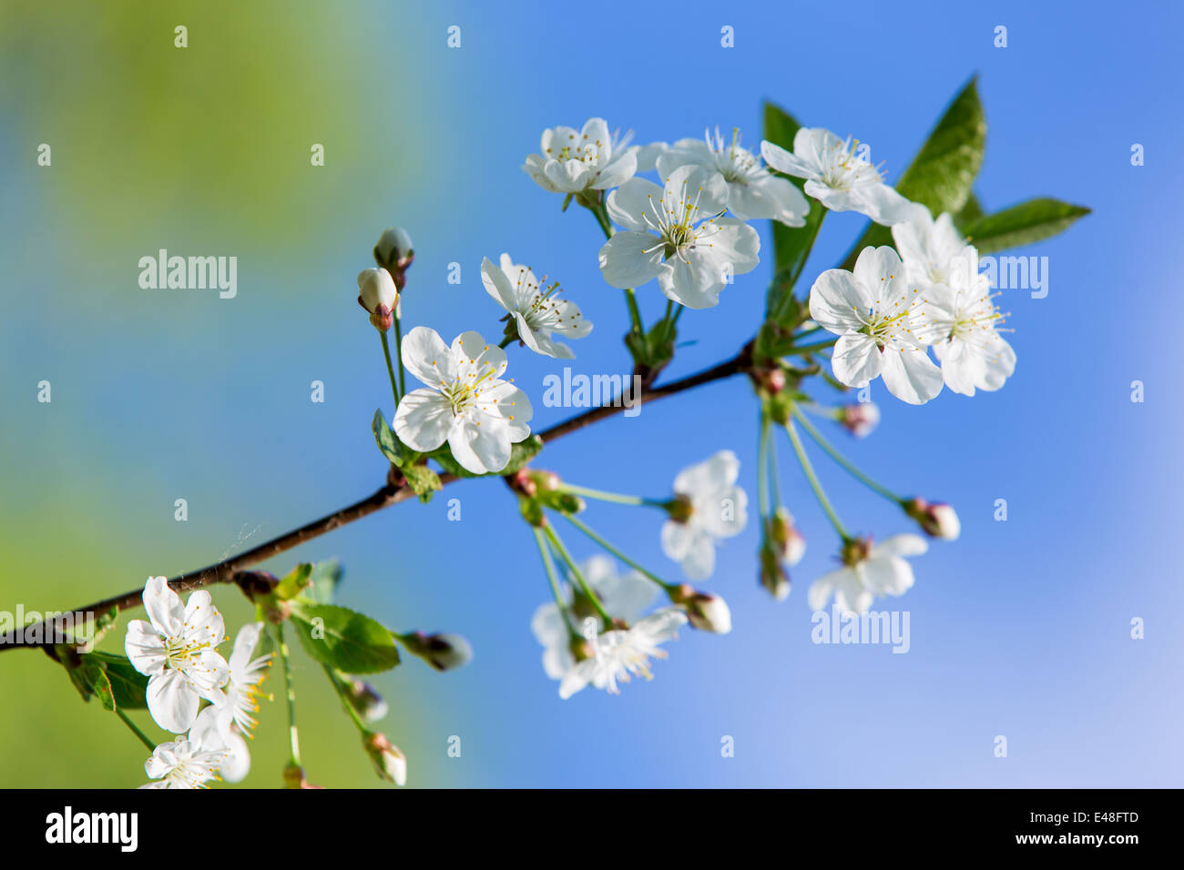 Spring, white cherry blossoms in the garden Stock Photo - Alamy
