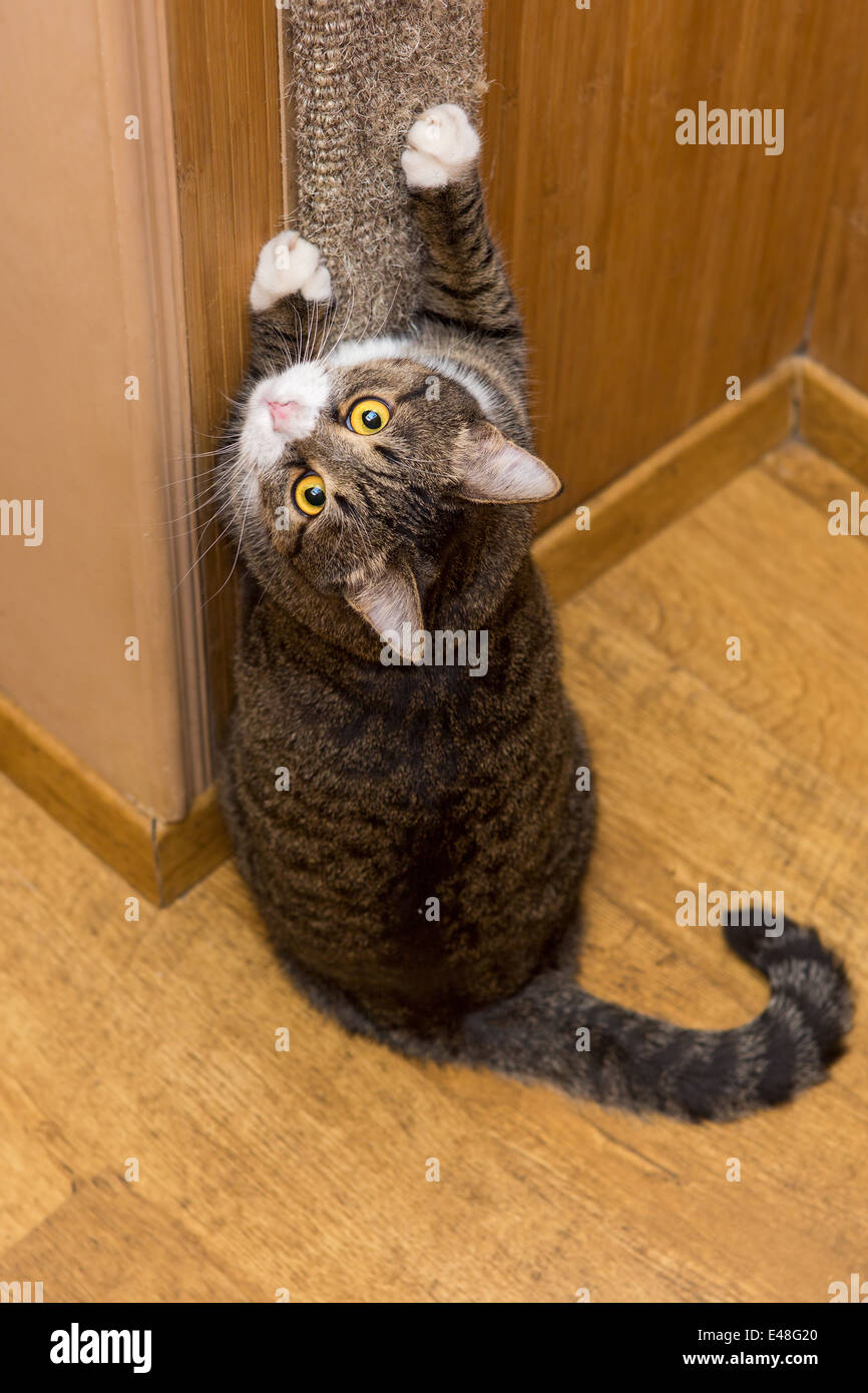 Grey cat sharpening his claws on the claw sharpener Stock Photo Alamy