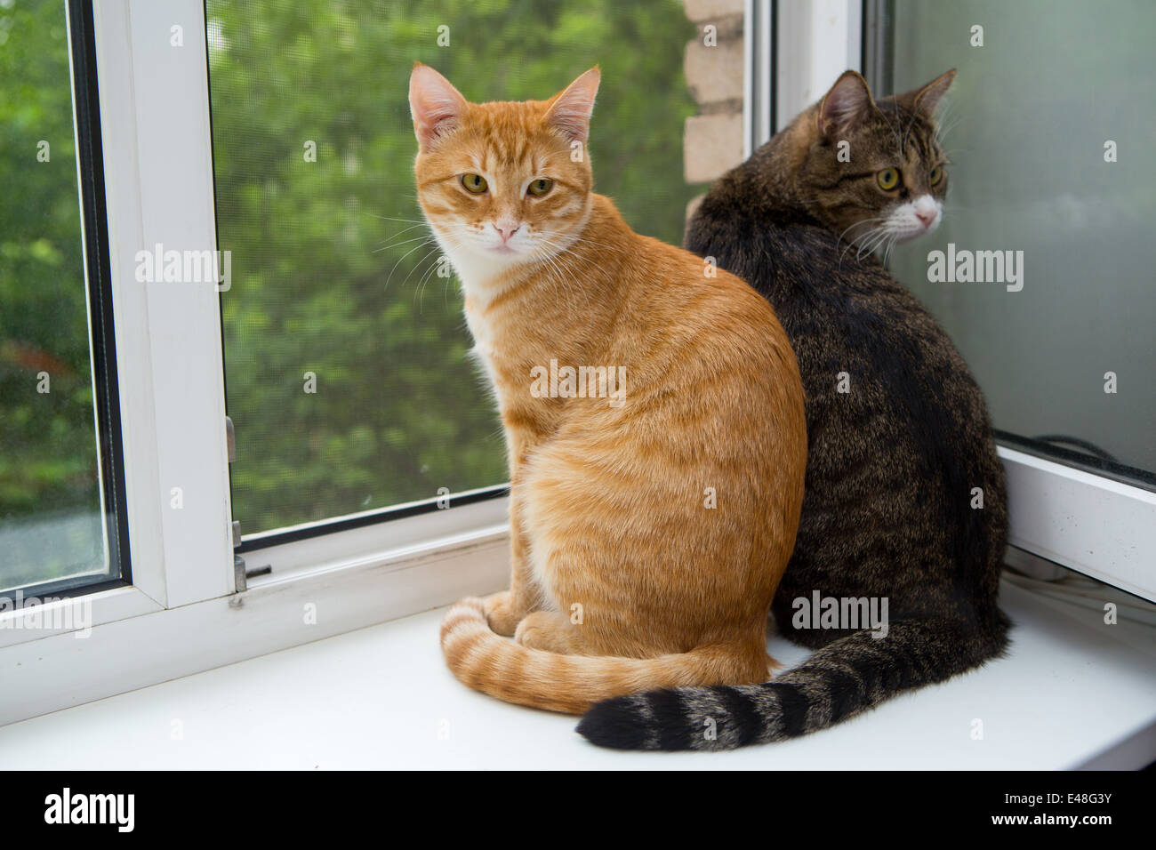 кошка сидит на окне. сидели 2 кошки. взрослая кошка. сидели 2 кошки. котики вместе.