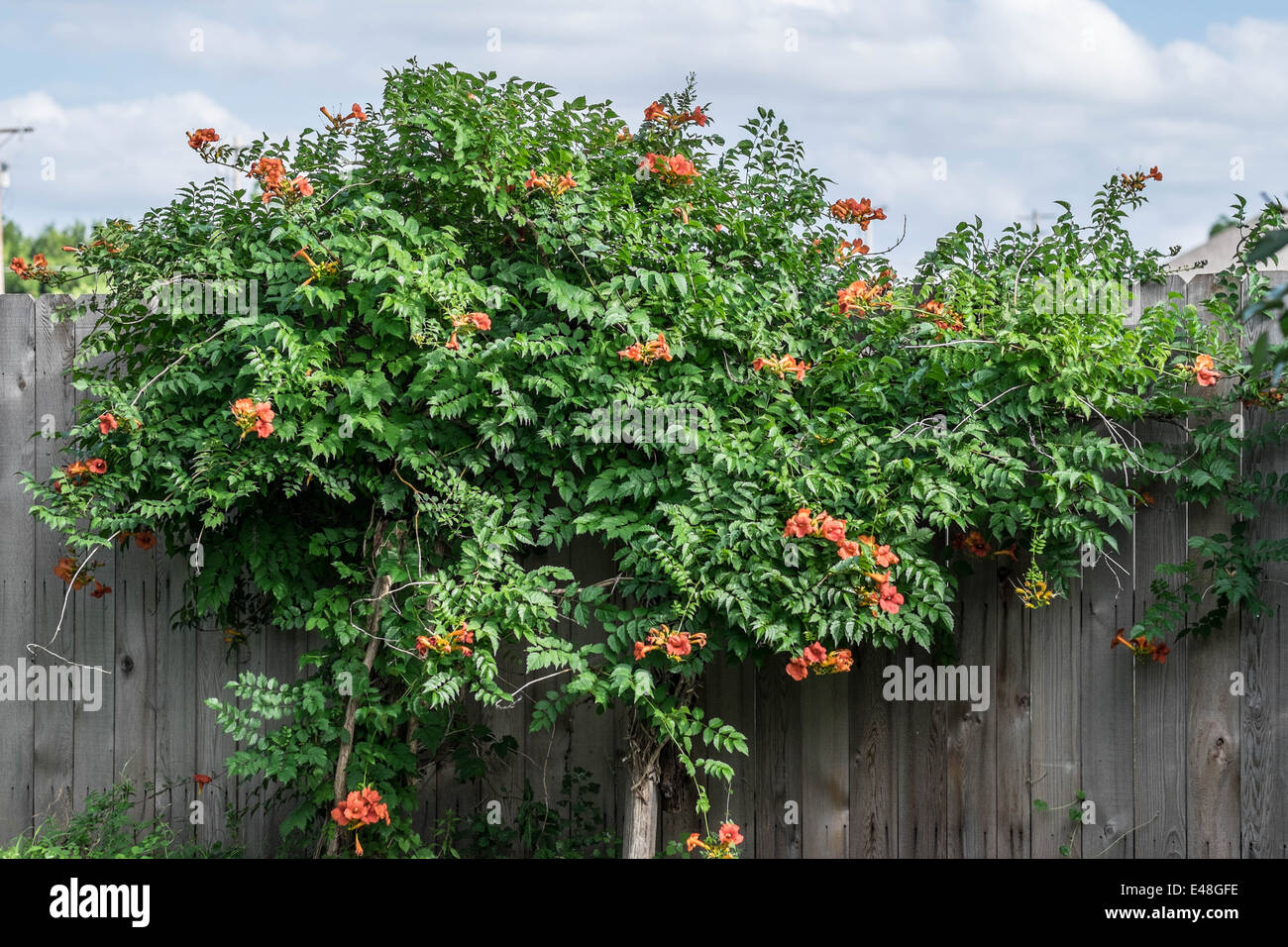 A blooming or flowering trumpet vine, Campsis radicans, against a wooden fence. USA. Stock Photo