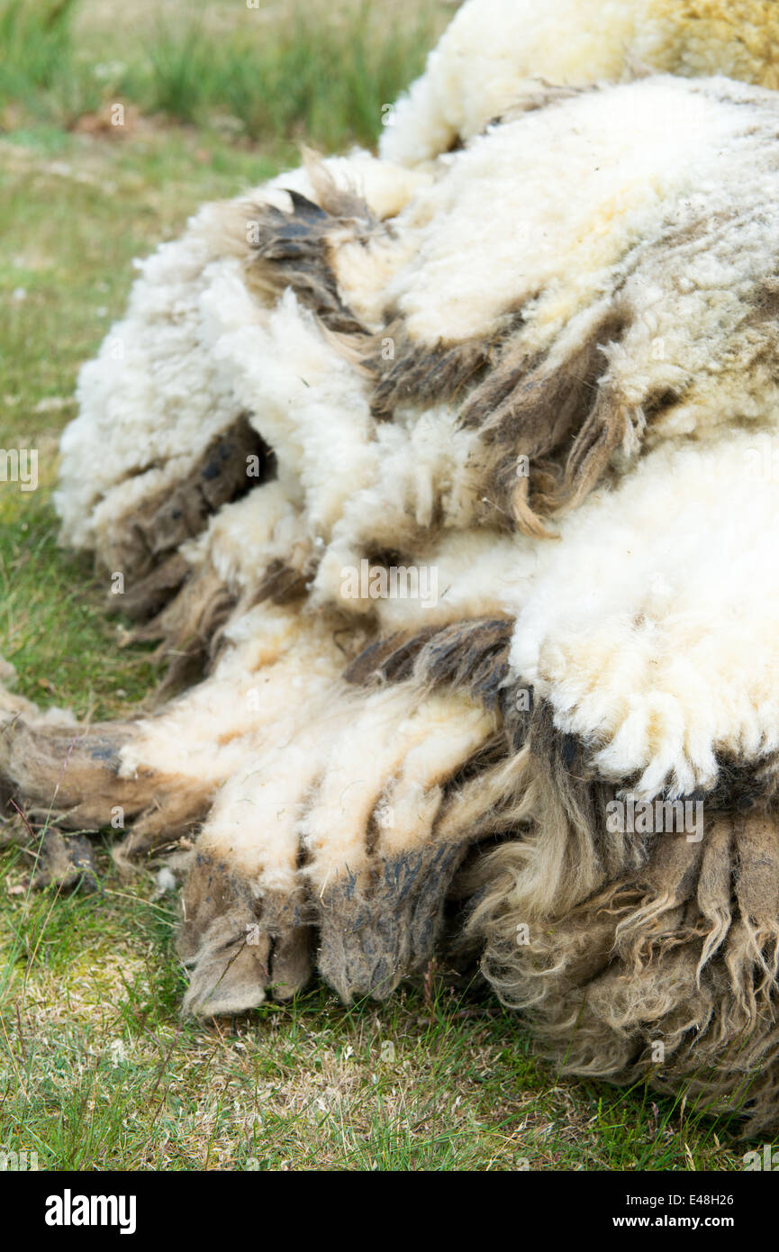 Wool fleece of sheaved sheep Stock Photo Alamy