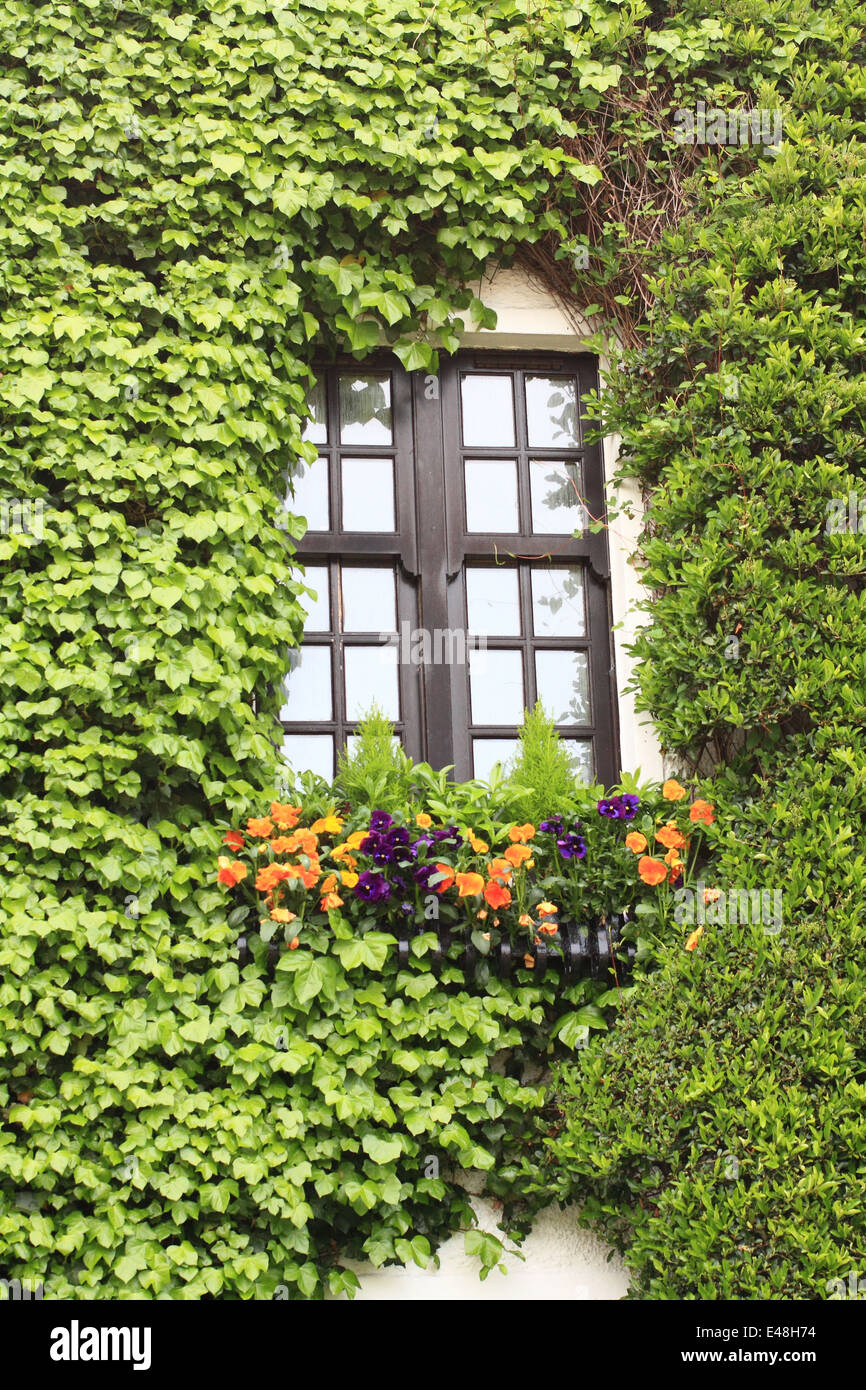 Old window with green ivy Stock Photo - Alamy