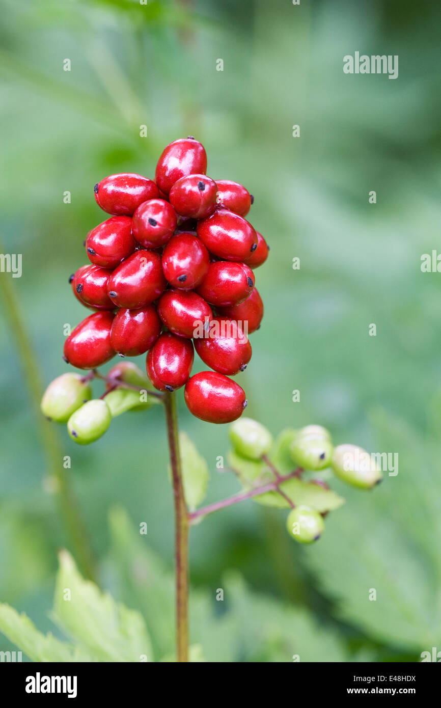 Actaea rubra berries. Red Baneberry fruit. Stock Photo