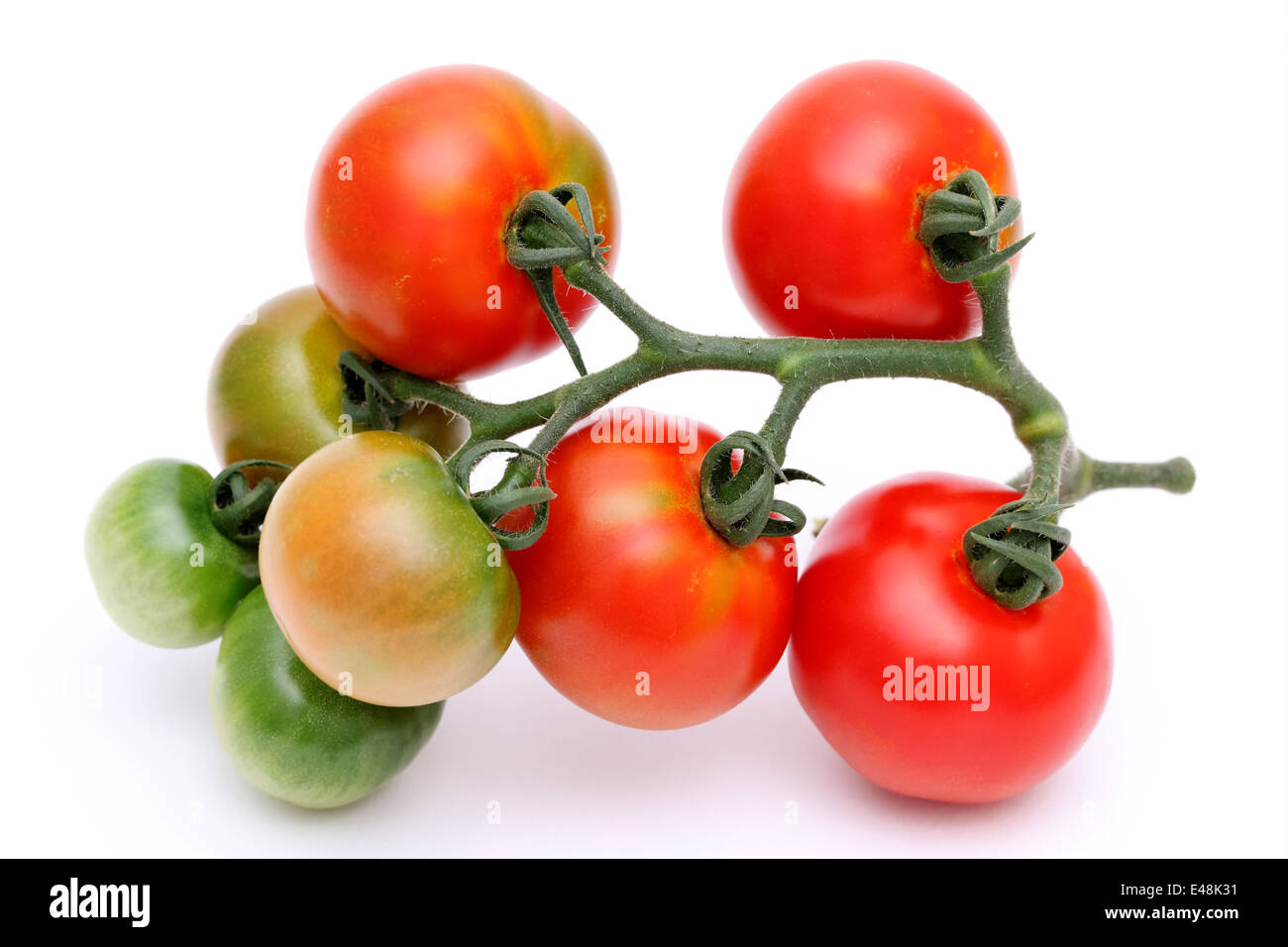 branch of tomato on a white background Stock Photo - Alamy