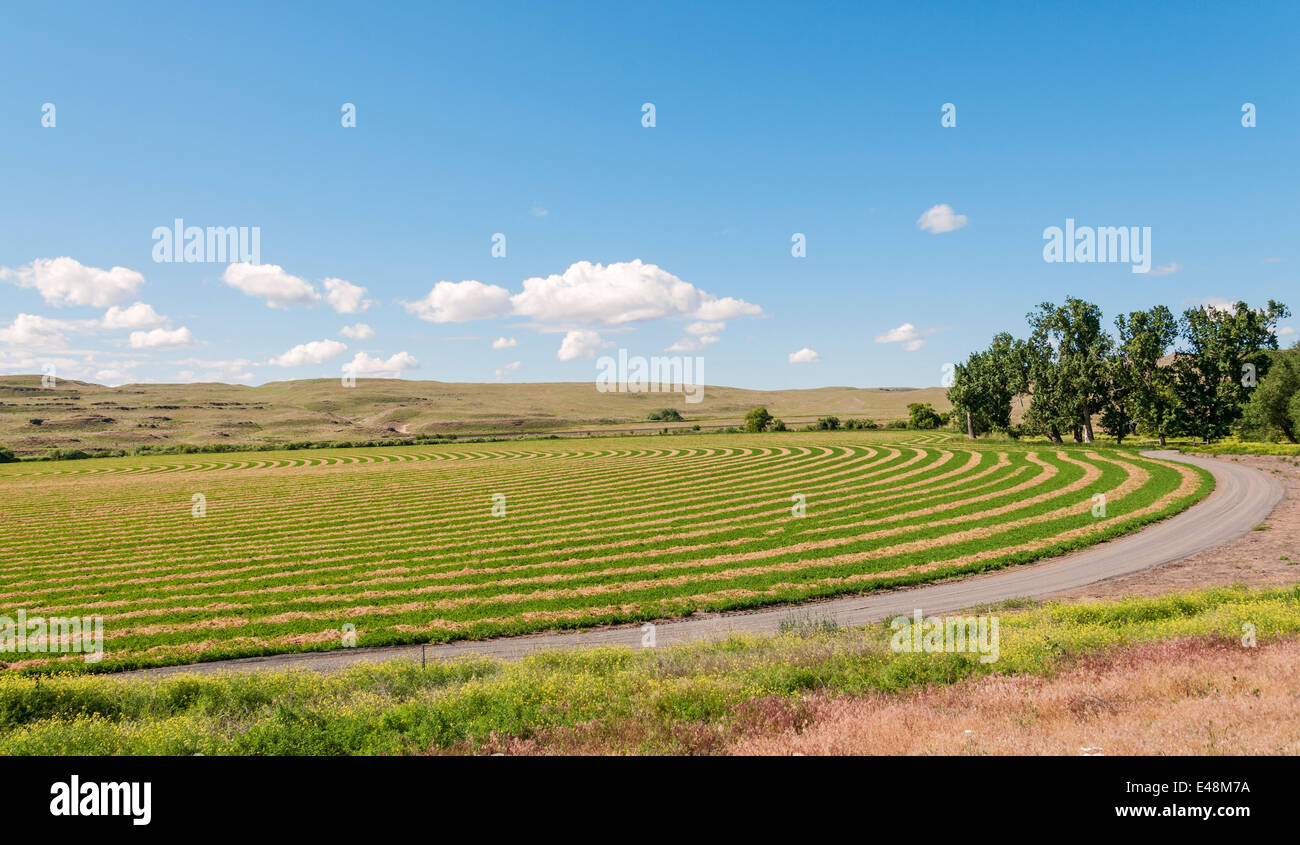 Washington, The Palouse, farm, contour farming plowing Stock Photo