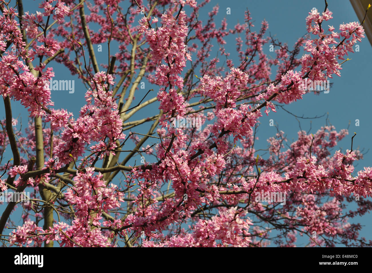 Pink Flowering Tree in the Spring Stock Photo - Alamy