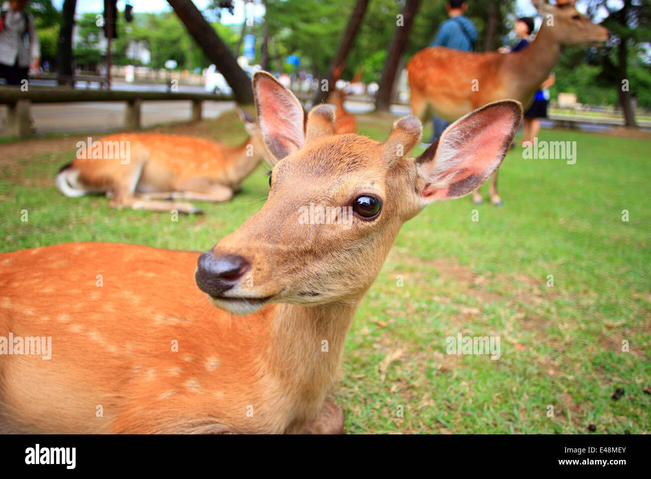 Sika Deer (Cervus nippon) in Japan Stock Photo