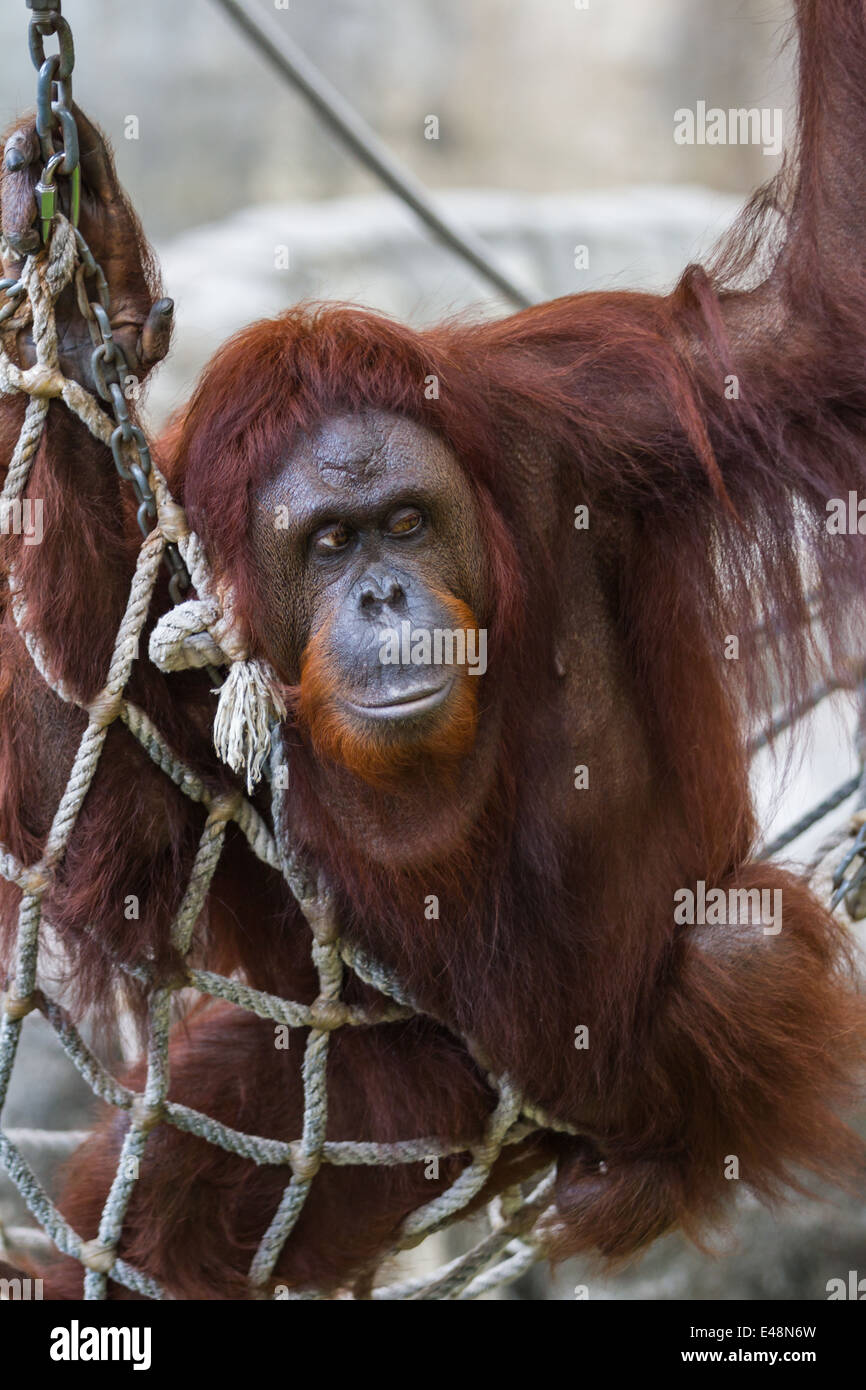 female orangutan portrait in a relaxed position while laying down on a  hammock Stock Photo - Alamy