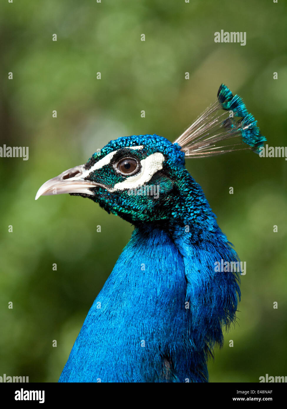 Indian blue peacock male hi-res stock photography and images - Alamy