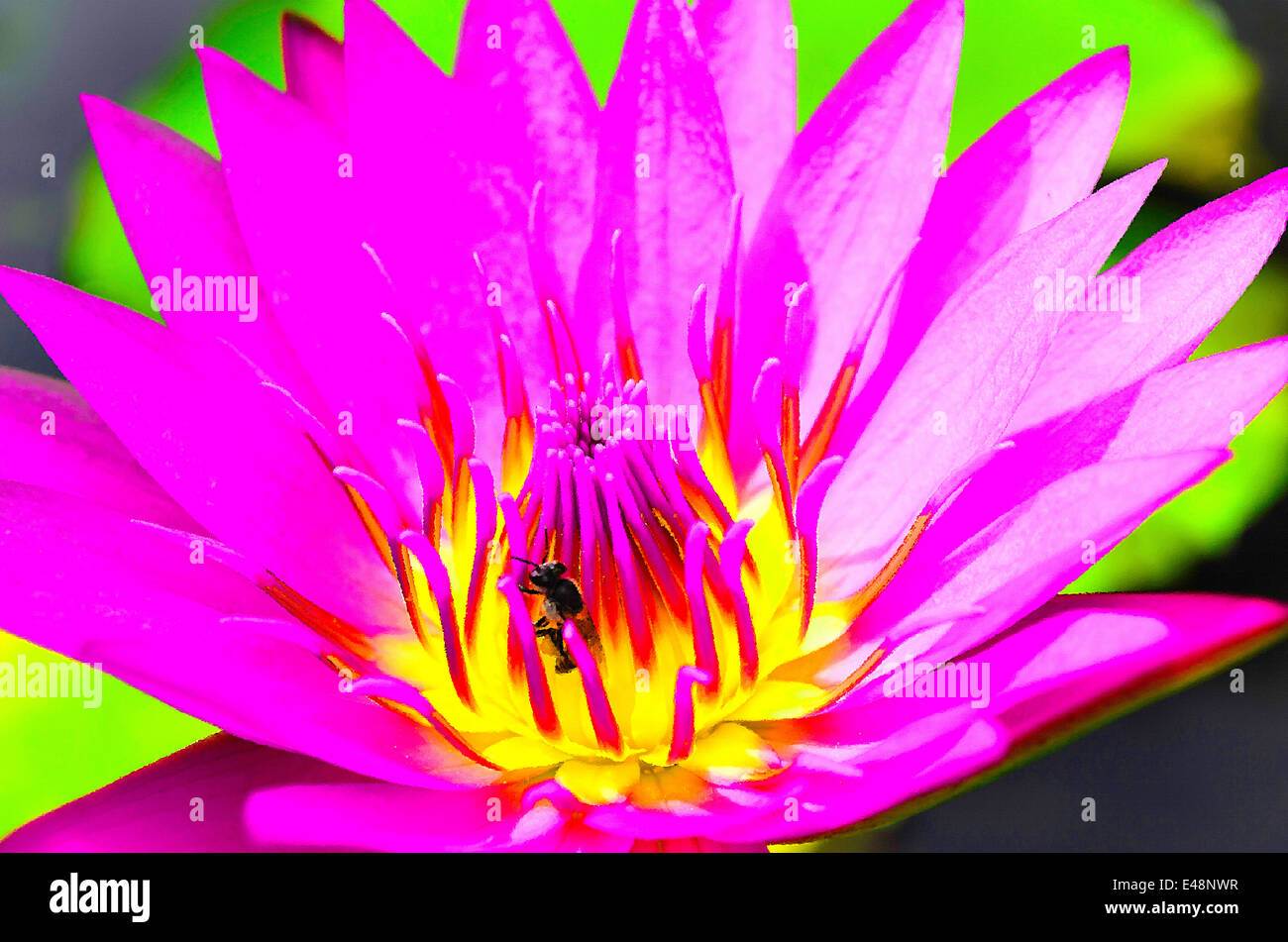 The lotus or water lily in pink-purple with yellow-pink pollen and Bug - Oil Painting from Photo. Stock Photo