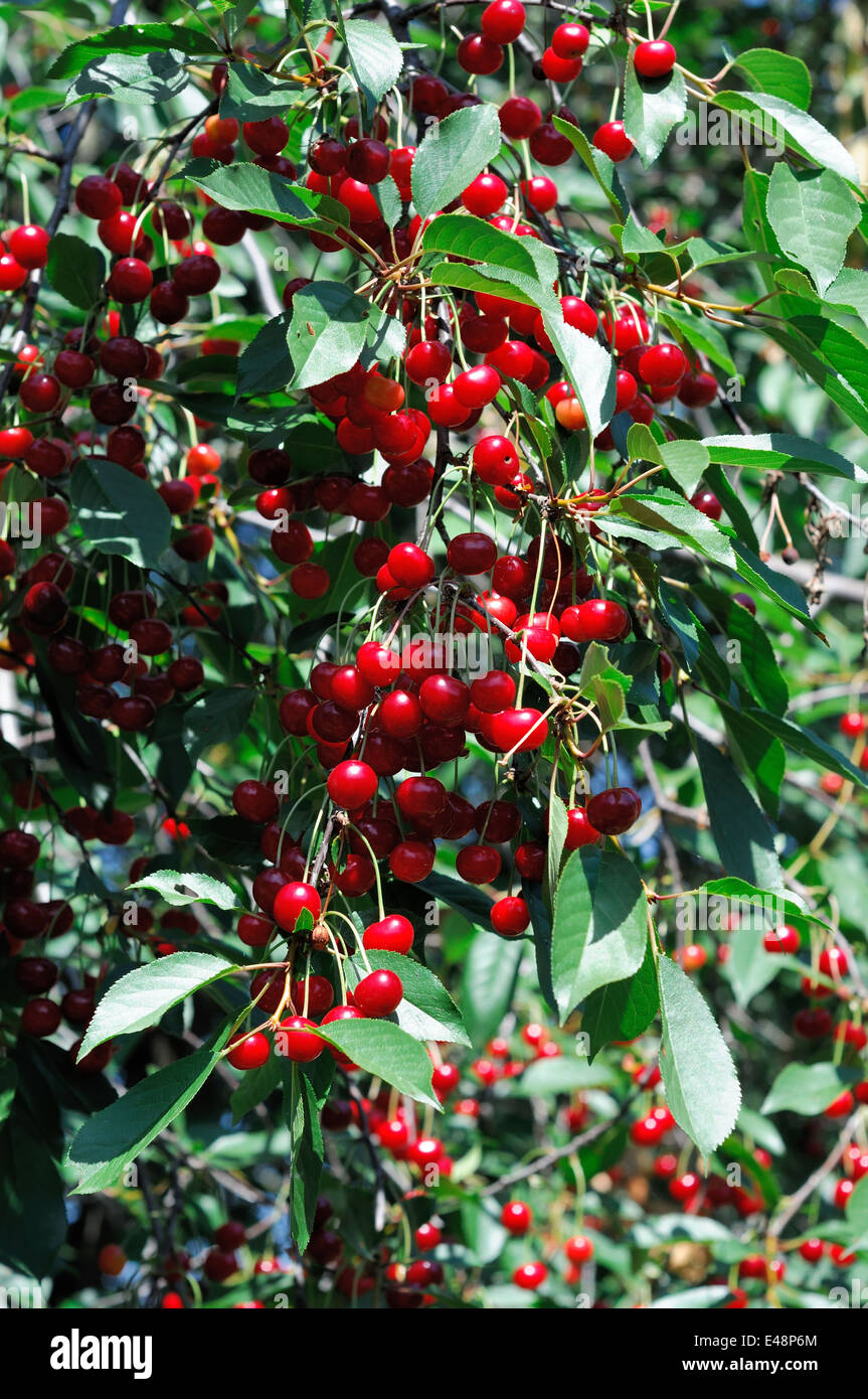 Branch of ripe cherry. Plenty of red berries. Stock Photo