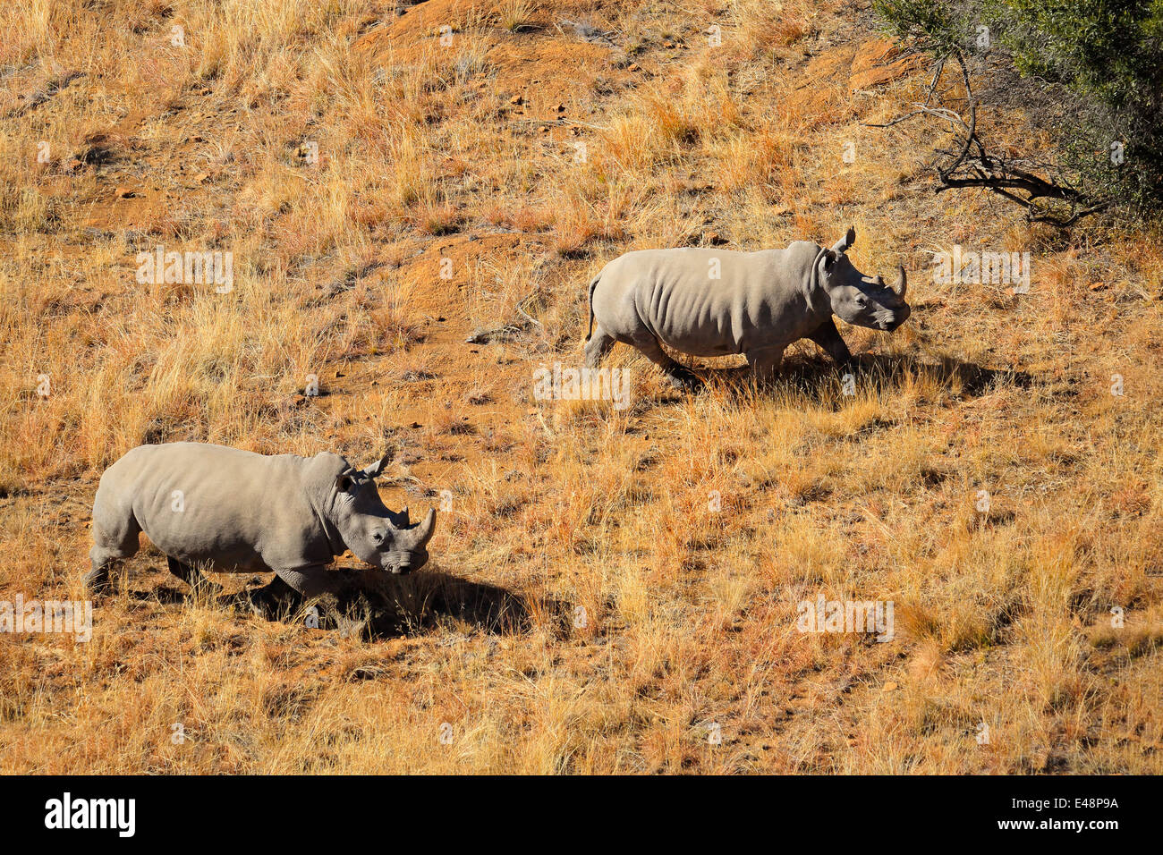 Aerial view of a pair of white rhinoceros (Ceratotherium simum) in grassland, South Africa Stock Photo