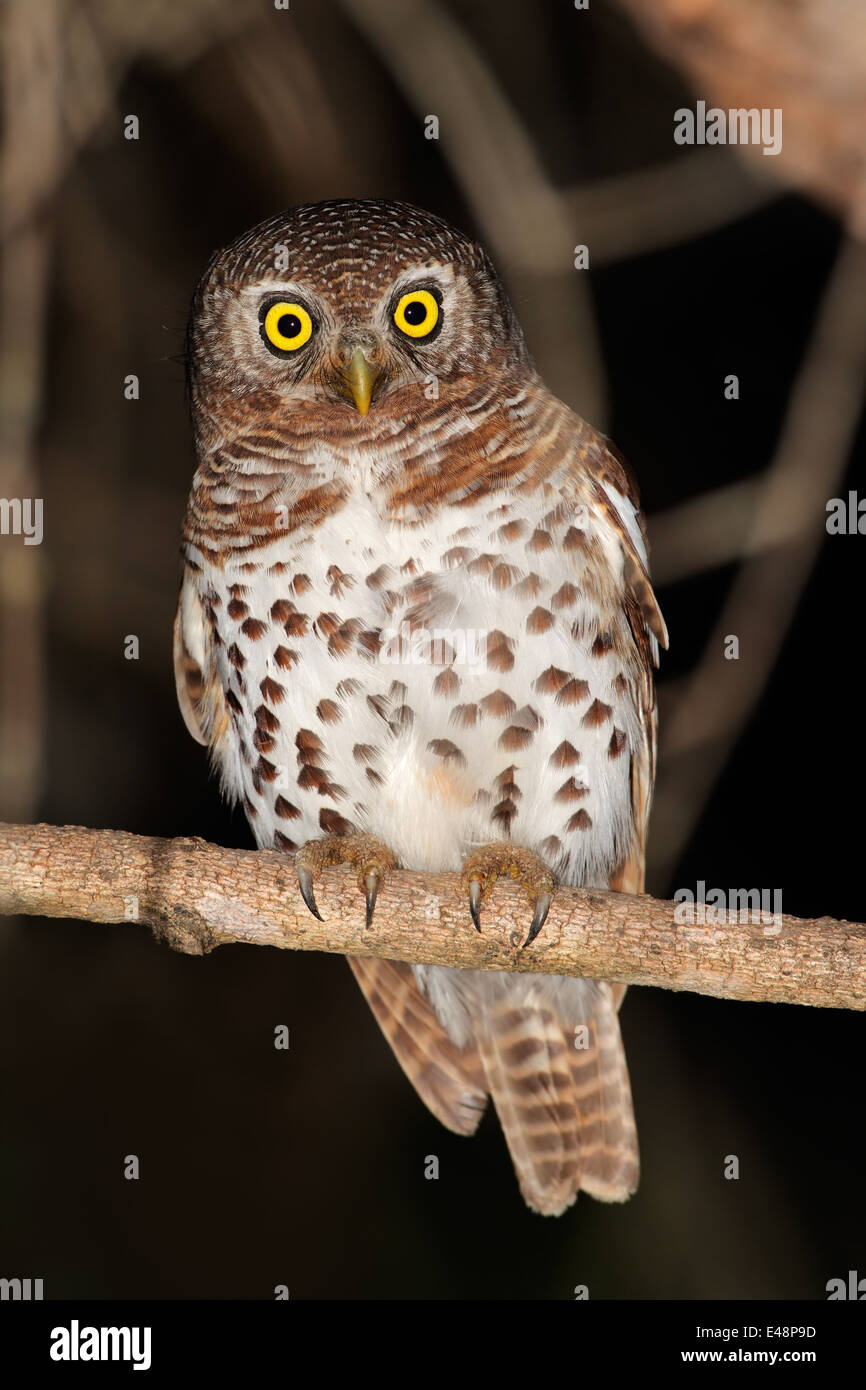 African barred owlet (Glaucidium capense) perched on a branch, South Africa Stock Photo