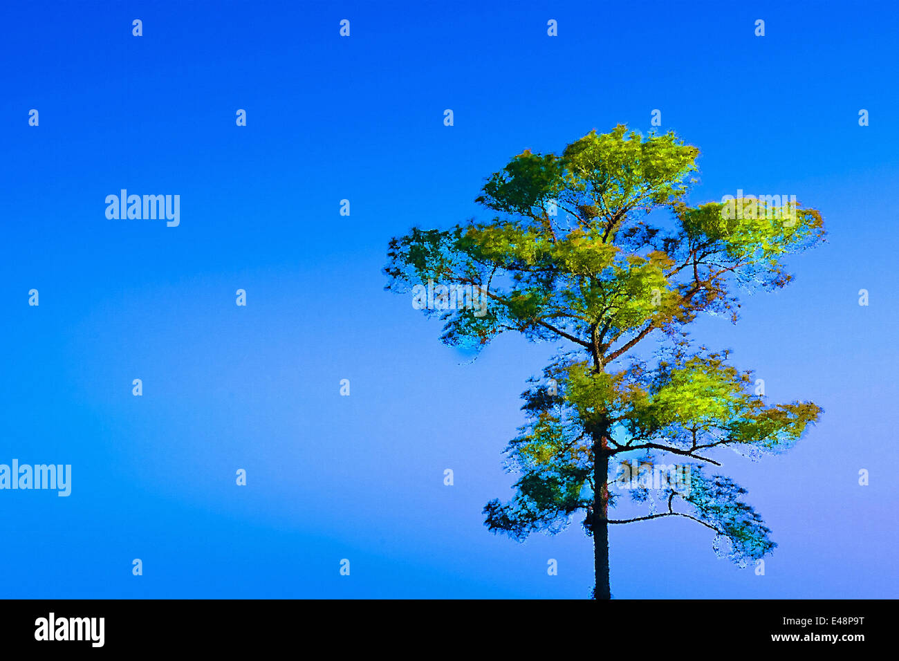 The Lonely Tree with Blue Sky - Oil Painting from Photo Stock Photo - Alamy