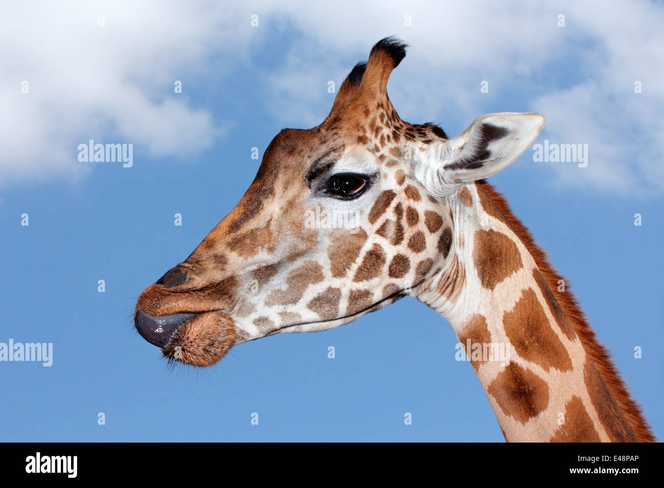 Portrait of a giraffe (Giraffa camelopardalis) against a blue sky with clouds Stock Photo