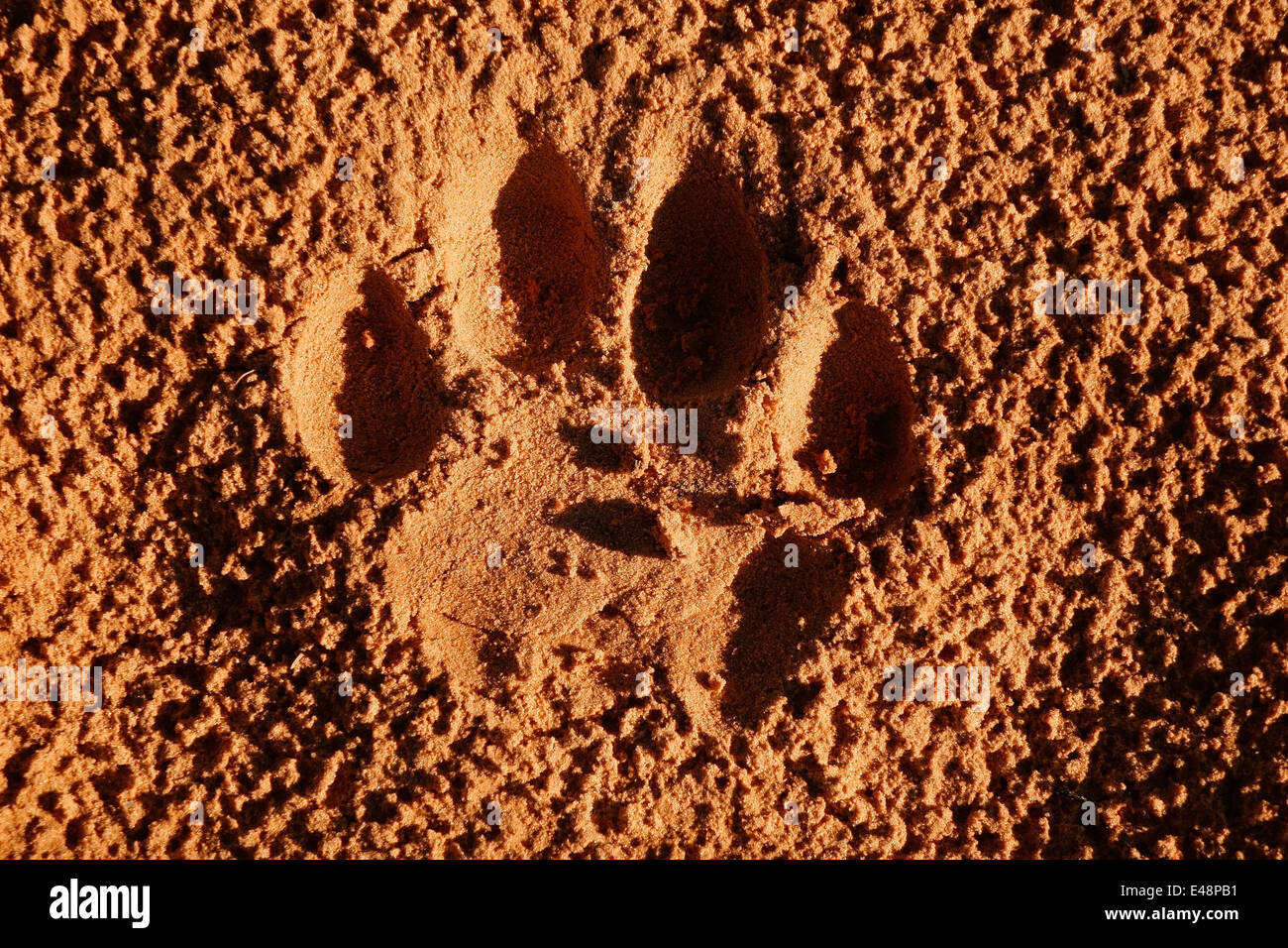 Imprint of the paw of a mature lion (Panthera leo) in soft sand, South Africa Stock Photo