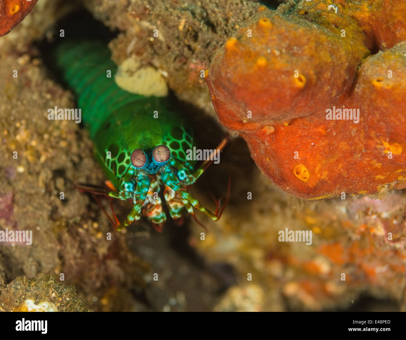 Peacock mantis shrimp hiding under a coral Stock Photo