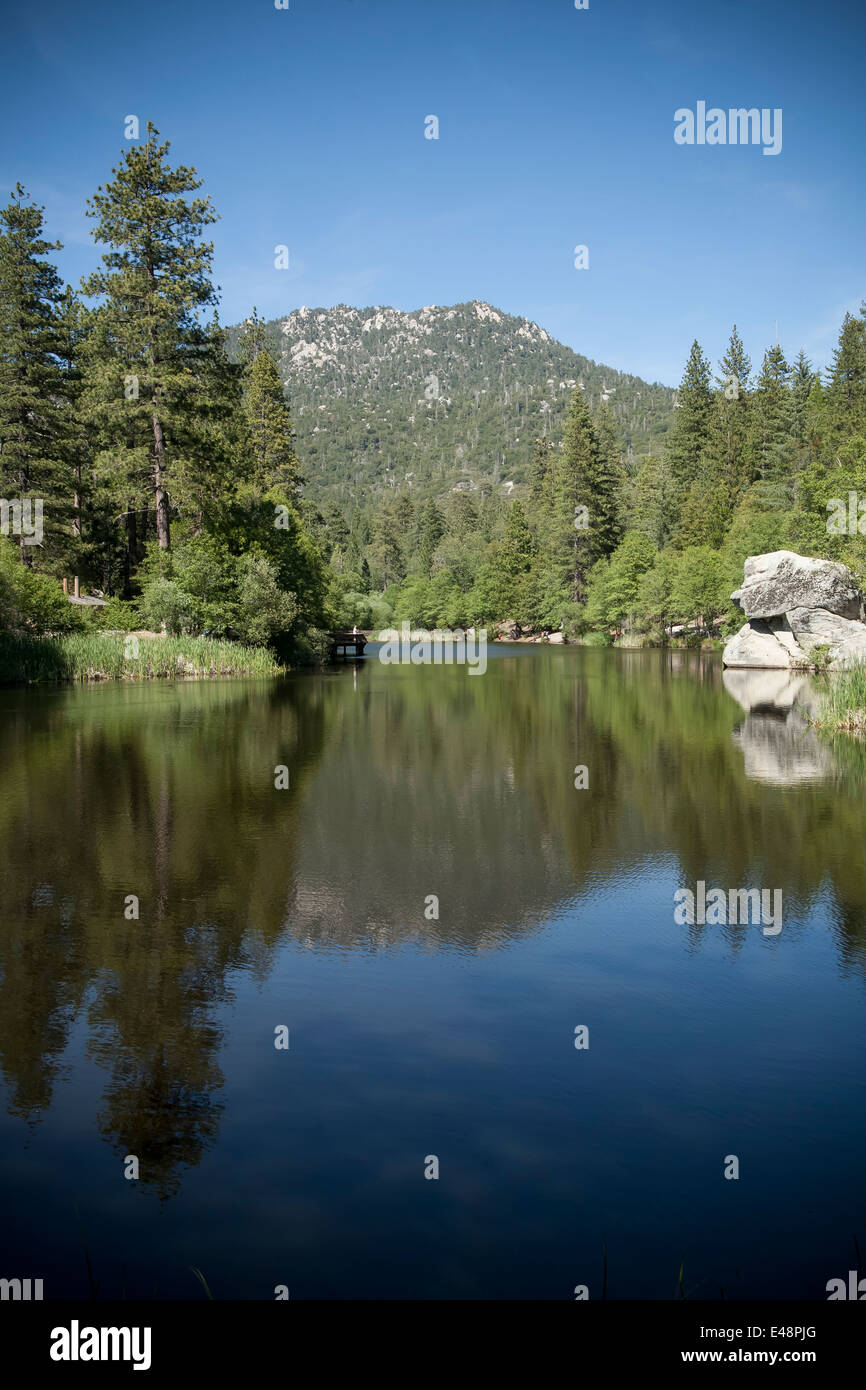pine trees reflected in the lake Stock Photo - Alamy