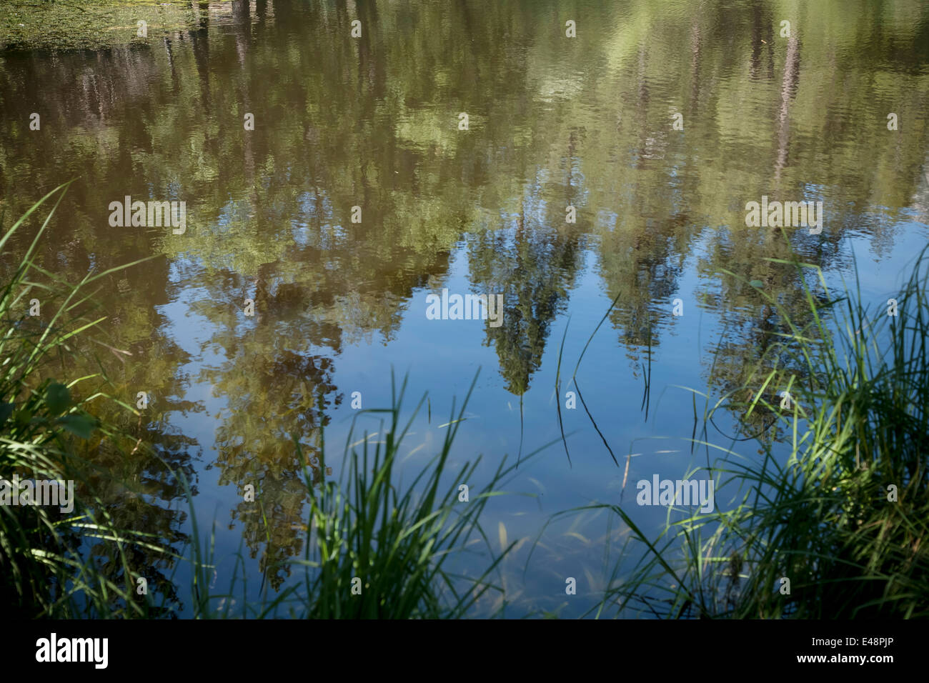 Pine trees with lake hi-res stock photography and images - Alamy