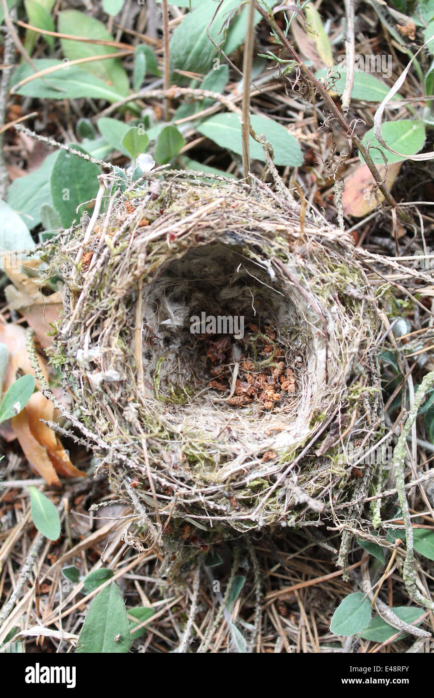 little bird's nest from dry grass lay on the ground Stock Photo