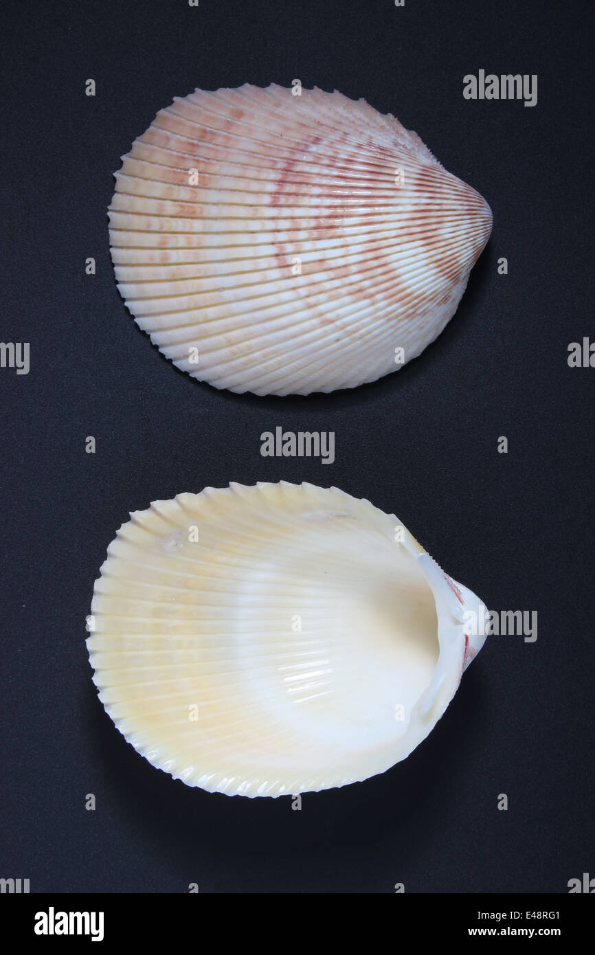 Indian Cockle Shell, ( Cardiidae ) Stock Photo
