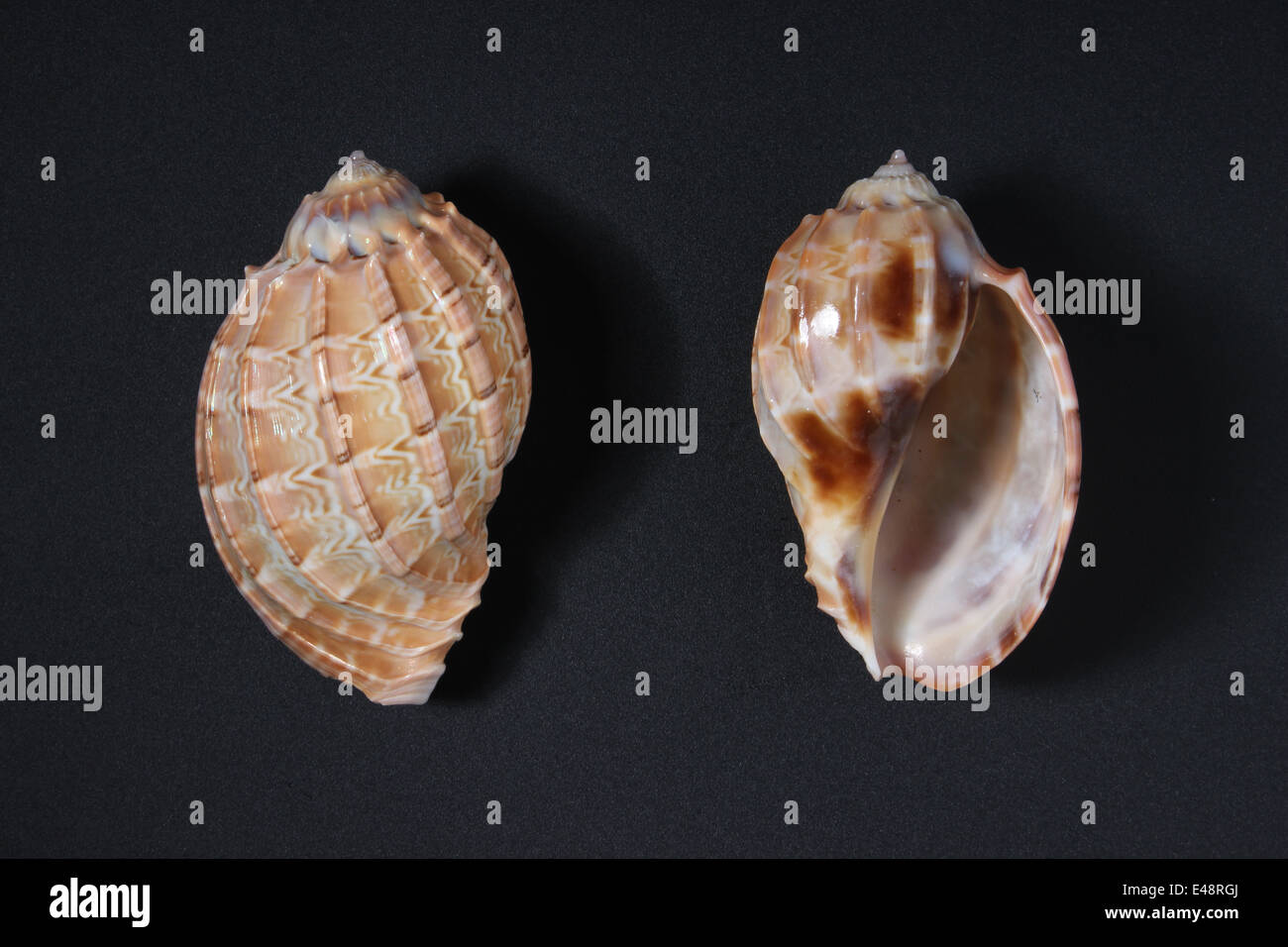 Indian Harp Shell ( Harpidae ) Stock Photo