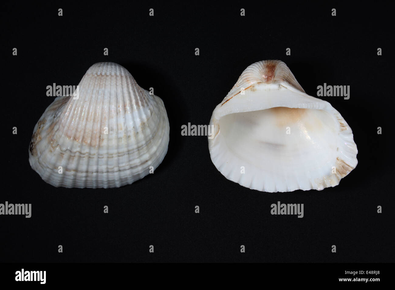 Indian Transverse Ark Cockle Shell ( Arcidae ) Stock Photo