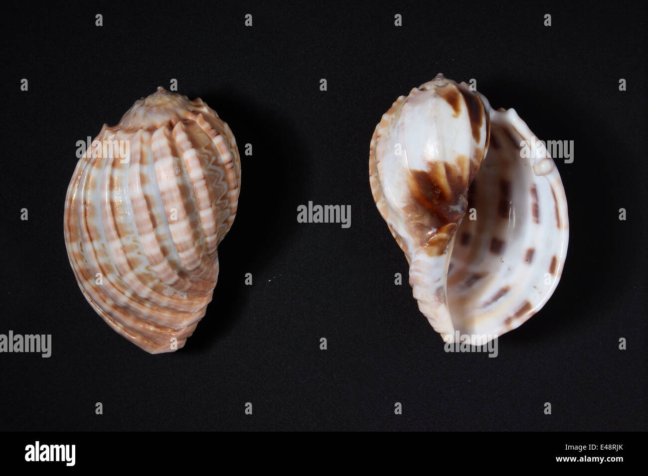 Indian Harp Shell ( Harpida Stock Photo Alamy
