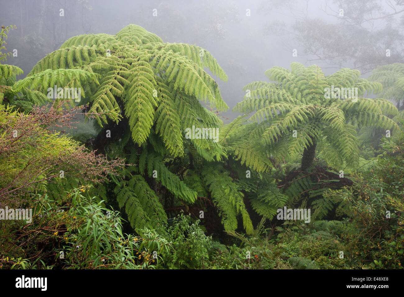 Australian tree fern in the mist Stock Photo