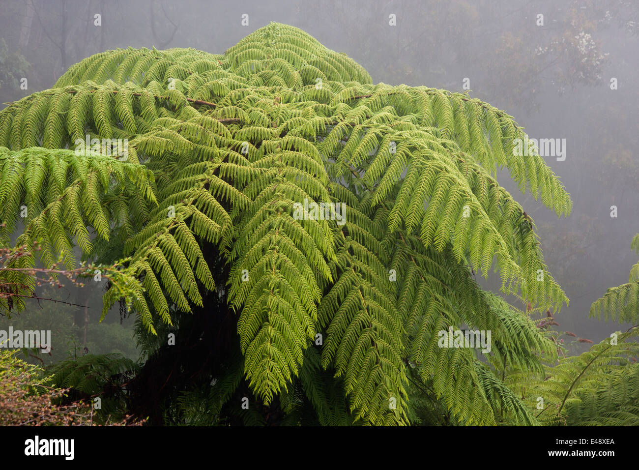 Crown of the Australian tree fern in the mist Stock Photo