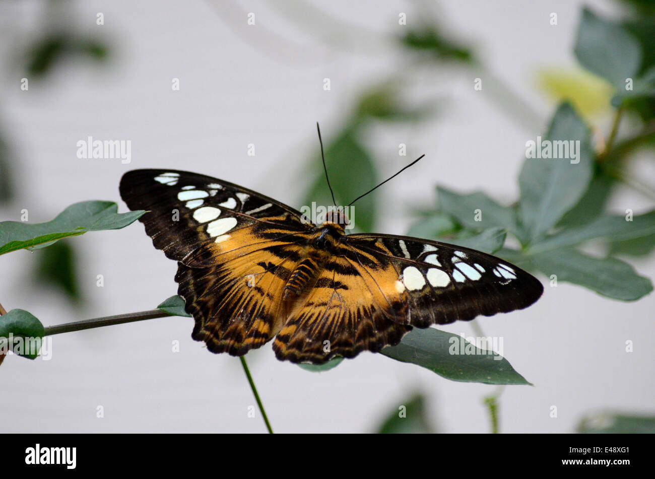 Black and orange wing butterfly with white spots rests and nectars on