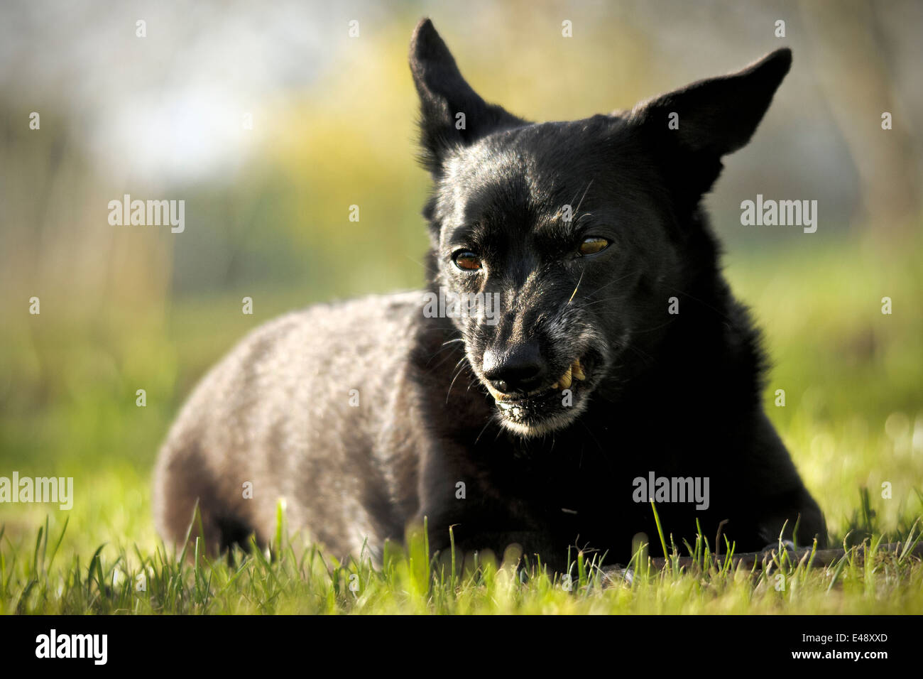 Small black dog shows fangs on green grass Stock Photo