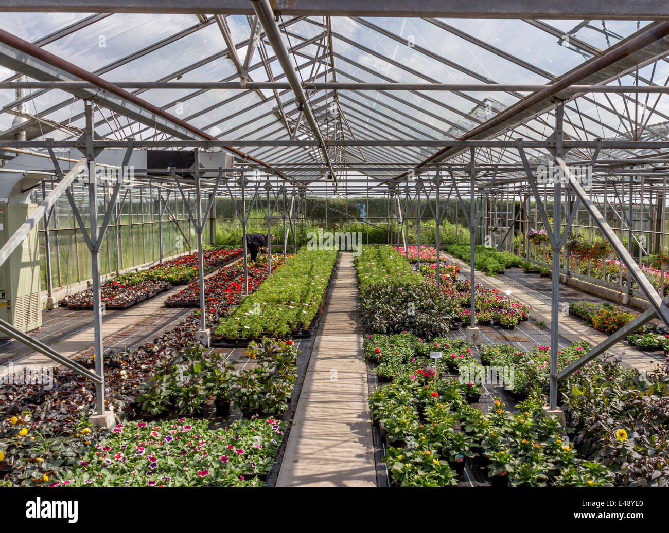 Green house garden nursery Stock Photo Alamy