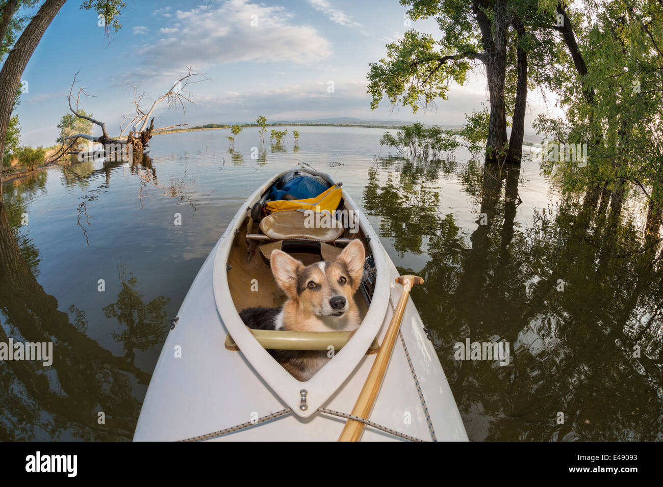Corgi dog in a decked expedition canoe on a lake in Colorado, a ...
