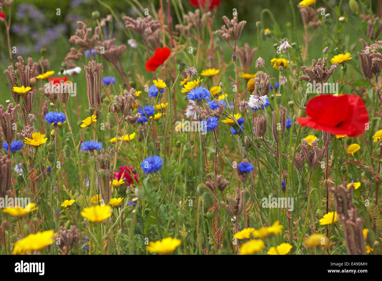 Wildflowers wildflower cornflower meadow hi-res stock photography and ...