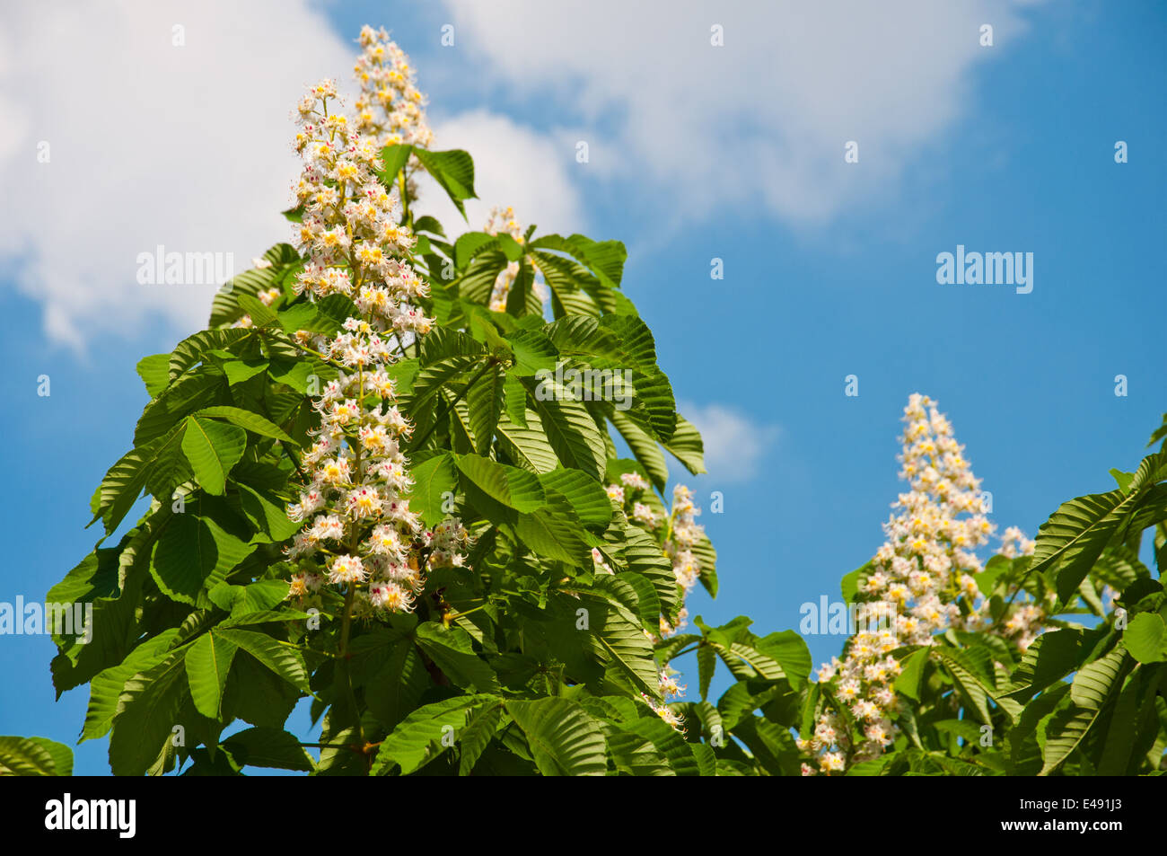 chestnut spring flower white small blossom green color bloom plant leaf cultural wood beautiful petal candle bright juicy sunny Stock Photo