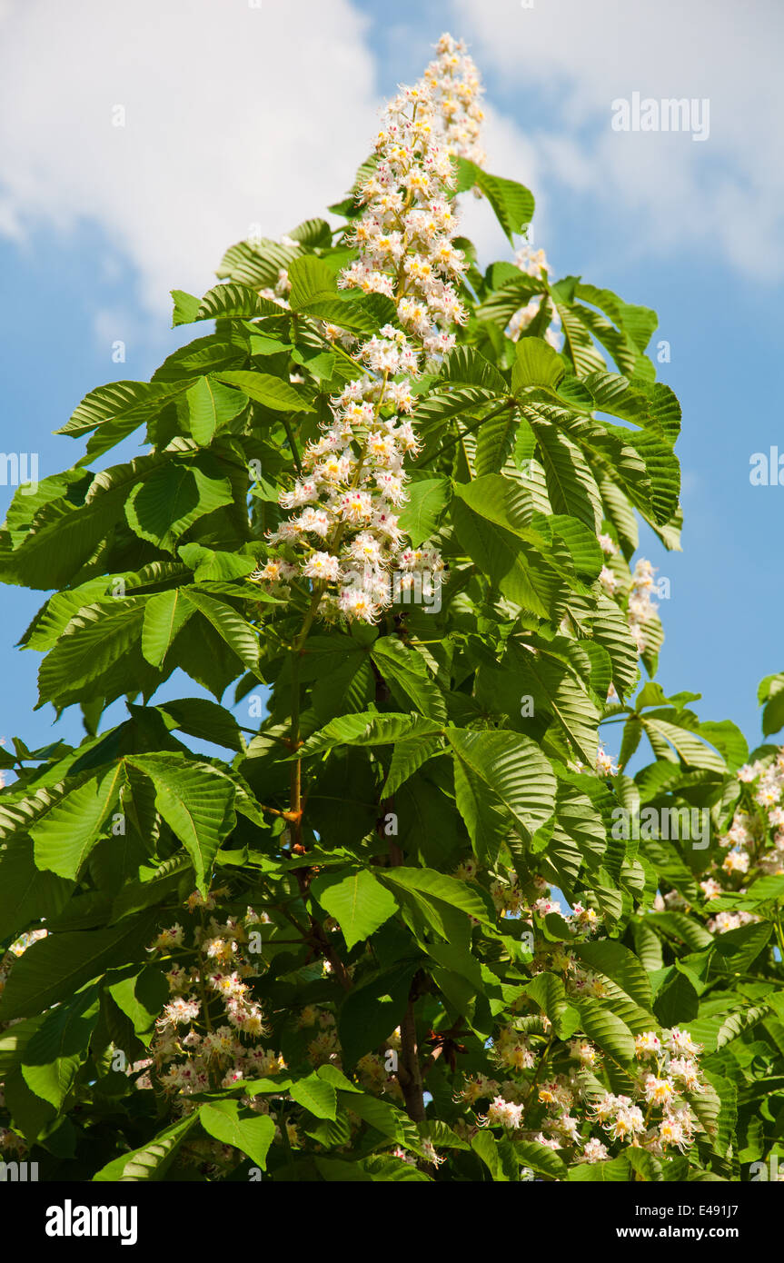 chestnut spring flower white small blossom green color bloom plant leaf cultural wood beautiful petal candle bright juicy sunny Stock Photo