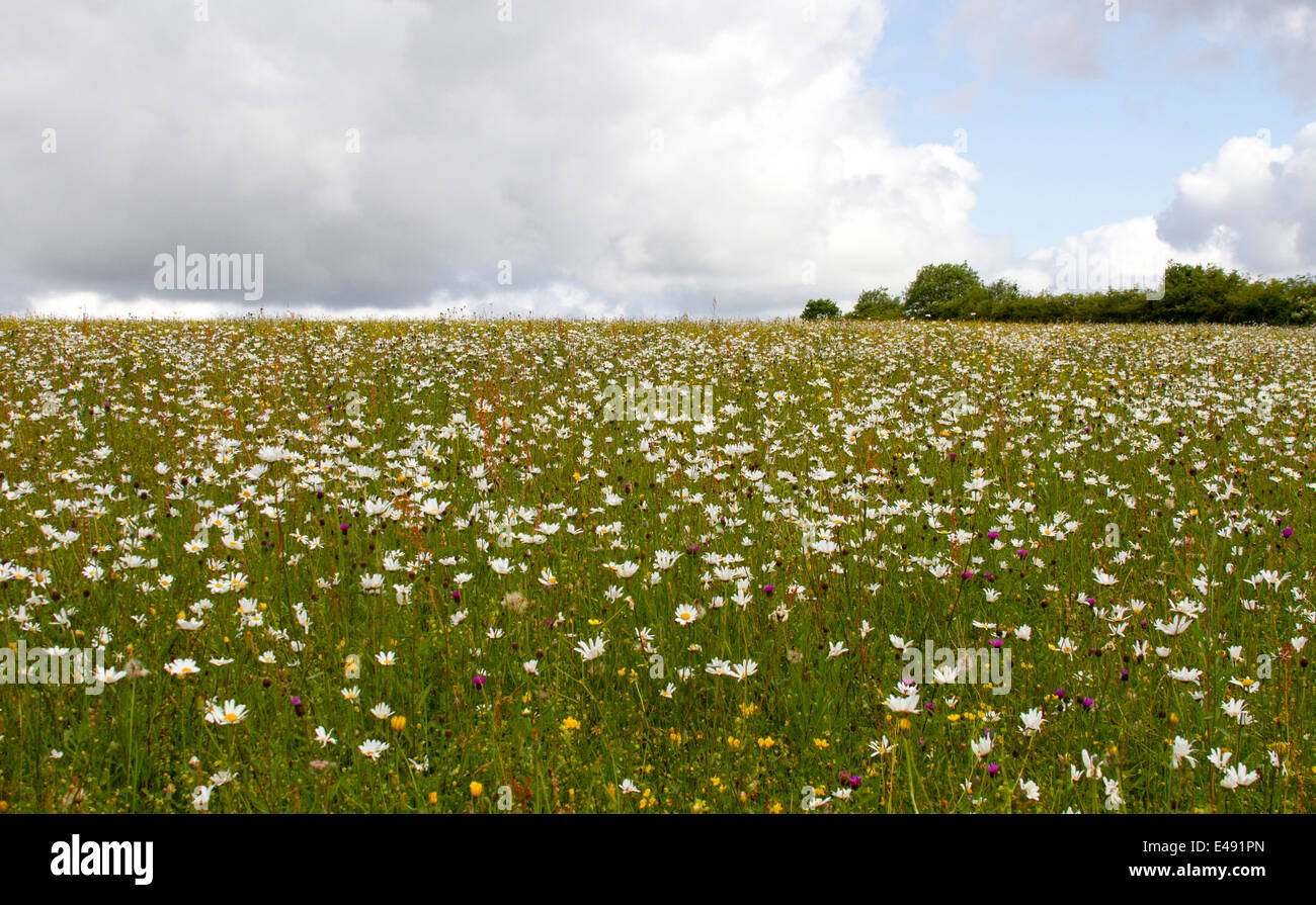 Daisy Hill wildflower meadow Stock Photo