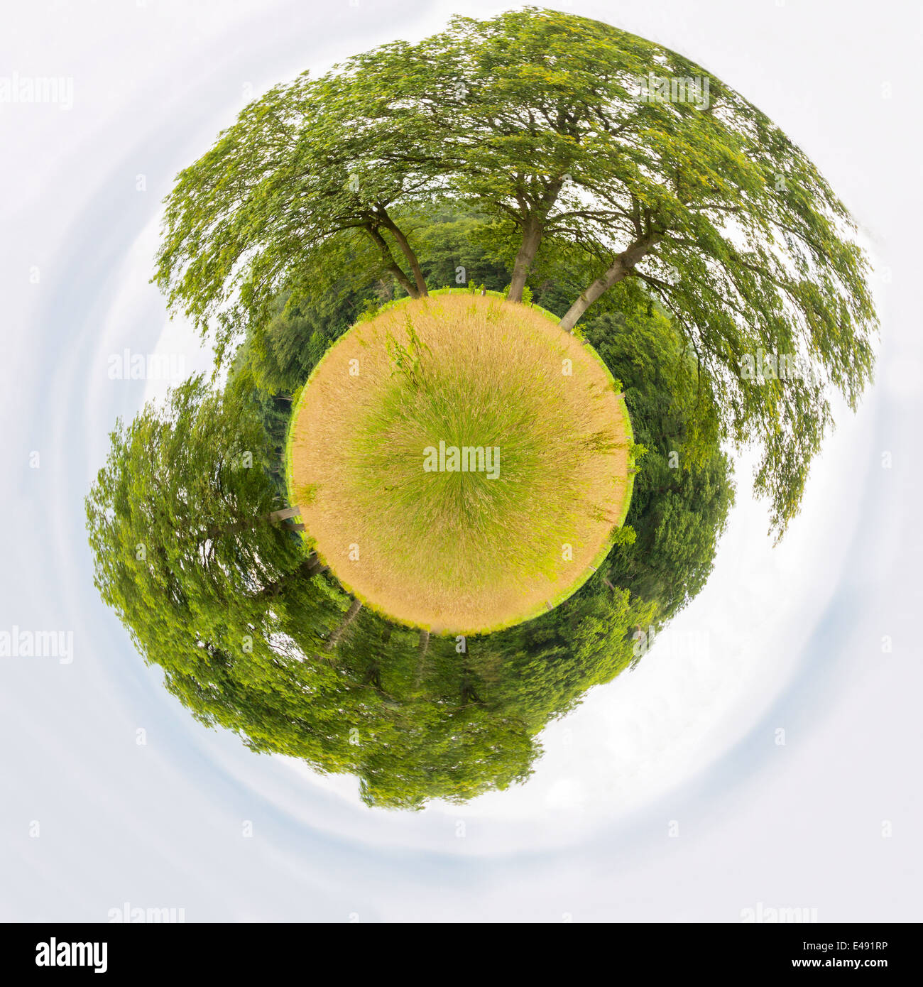Meadow with trees like little planet Stock Photo
